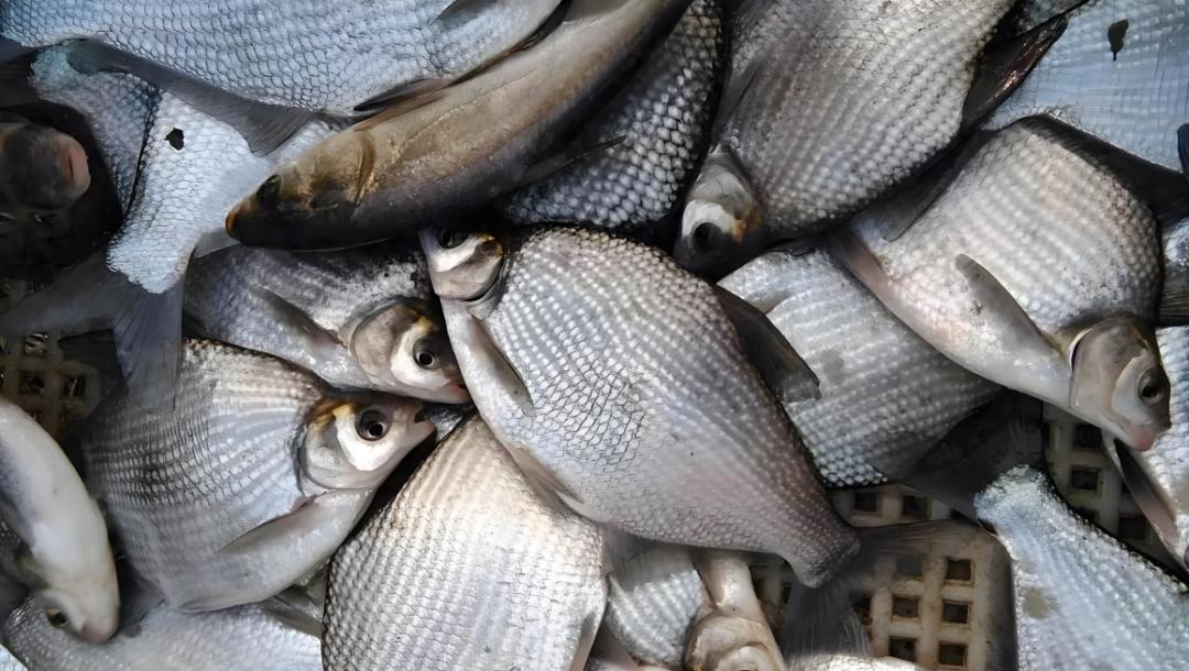 xzm, 小水面 xzm, 小水面